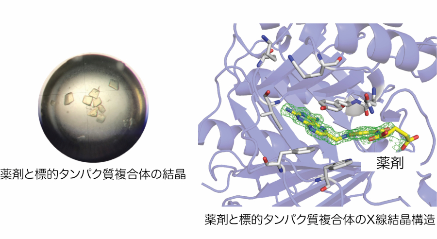 秋田_生命科学_生物_化学_国立大学