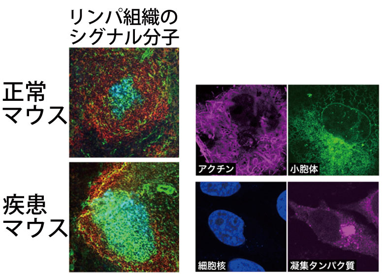 秋田_生命科学_生物_化学_国立大学