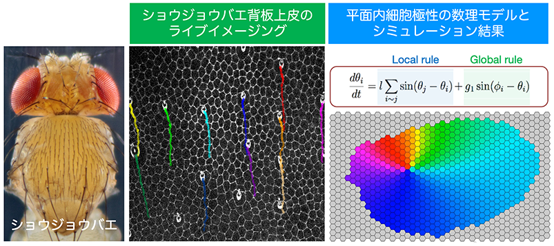 秋田_生命科学_生物_化学_国立大学