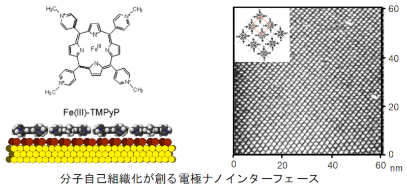 秋田_生命科学_生物_化学_国立大学