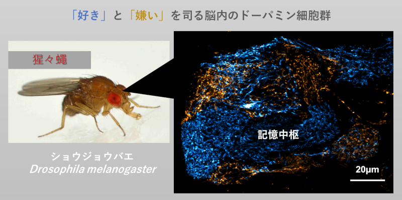 秋田_生命科学_生物_化学_国立大学